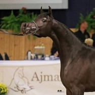 Bohemia Estopa SLM, German Natl. Silver